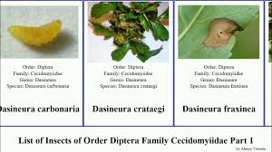 Attēlu rezultāti vaicājumam “Geocrypta galii”