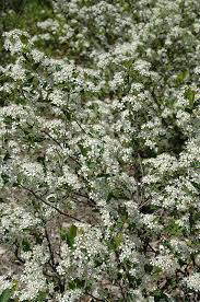Attēlu rezultāti vaicājumam “Aronia melanocarpa flower”
