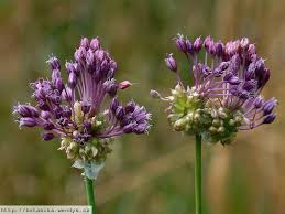 Attēlu rezultāti vaicājumam “Allium scorodoprasum”