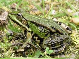 Attēlu rezultāti vaicājumam “Pelophylax”
