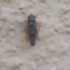 Attēlu rezultāti vaicājumam “Lamprotettix nitidulus”