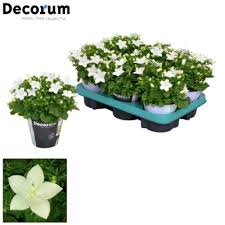 Image result for Campanula isophylla