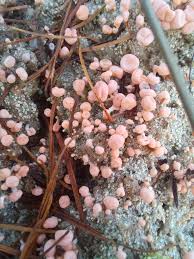 Attēlu rezultāti vaicājumam “Dibaeis baeomyces”