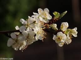 Attēlu rezultāti vaicājumam “Prunus domestica subsp. insitita”