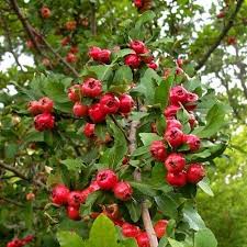 Attēlu rezultāti vaicājumam “Crataegus”