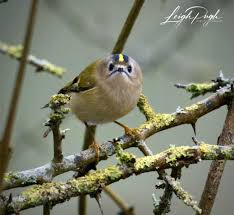 Attēlu rezultāti vaicājumam “Regulus regulus adult”