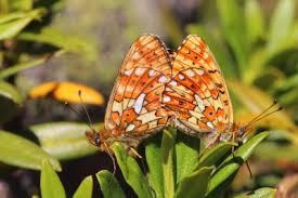 Attēlu rezultāti vaicājumam “Clossiana selene upperside”