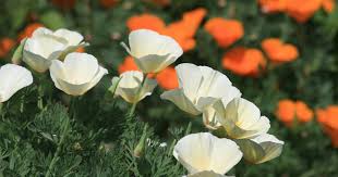 Attēlu rezultāti vaicājumam “Eschscholzia californica flower”