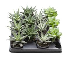 Image result for Haworthia mix