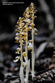 Attēlu rezultāti vaicājumam “Neottia nidus-avis”