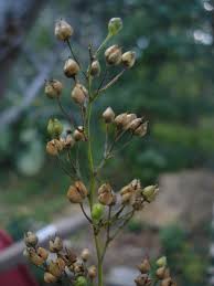 Attēlu rezultāti vaicājumam “Scrophularia nodosa leaf”
