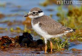 Attēlu rezultāti vaicājumam “Charadrius hiaticula”