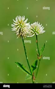 Attēlu rezultāti vaicājumam “Trifolium montanum leaf”