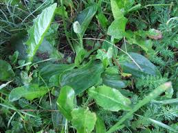 Attēlu rezultāti vaicājumam “Plantago media leaf”
