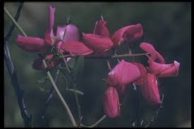Attēlu rezultāti vaicājumam “Cribraria splendens”