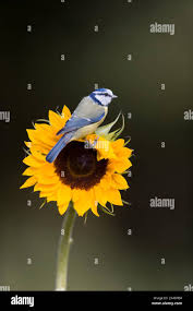 Attēlu rezultāti vaicājumam “Cyanistes caeruleus adult”