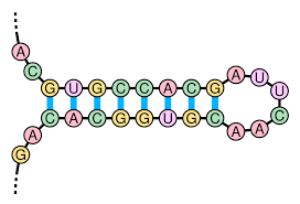 Image result for the end of the t-loop structure