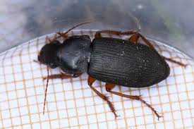 Attēlu rezultāti vaicājumam “Pseudoophonus rufipes”