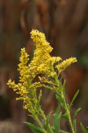 Attēlu rezultāti vaicājumam “Solidago canadensis”