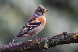 Attēlu rezultāti vaicājumam “Fringilla montifringilla male”