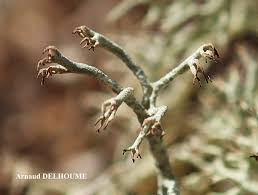 Attēlu rezultāti vaicājumam “Cladonia ciliata”