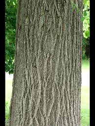 Attēlu rezultāti vaicājumam “Tilia americana”