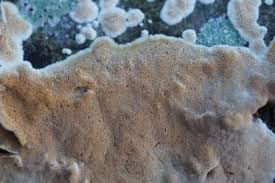 Attēlu rezultāti vaicājumam “Junghuhnia nitida”