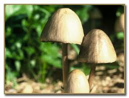 Attēlu rezultāti vaicājumam “Panaeolus papilionaceus”