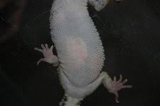 Image result for gravidity leopard gecko