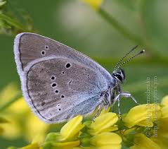 Attēlu rezultāti vaicājumam “Cyaniris semiargus underside”