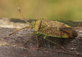 Attēlu rezultāti vaicājumam “Pantilius tunicatus imago”