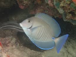 Image result for Acanthurus chirurgus