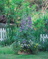 Attēlu rezultāti vaicājumam “Delphinium elatum”