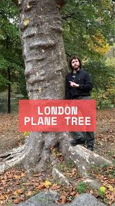 Attēlu rezultāti vaicājumam “Platanus x hispanica (syn. Platanus x acerifolia)”