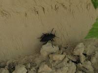 Attēlu rezultāti vaicājumam “Blaps mortisaga”