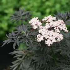 Attēlu rezultāti vaicājumam “Sambucus”