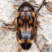 Attēlu rezultāti vaicājumam “Melandrya dubia”