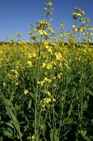 Attēlu rezultāti vaicājumam “Brassica napus”