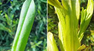 Attēlu rezultāti vaicājumam “Myosotis laxa subsp. baltica”