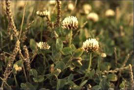 Attēlu rezultāti vaicājumam “Trifolium fragiferum fruit”