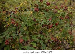 Attēlu rezultāti vaicājumam “Rubus plicatus fruit”