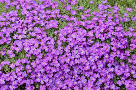 Image result for Aubrieta hybrida (cultorum)