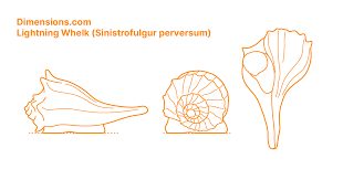 Image result for Sinistrofulgur perversum