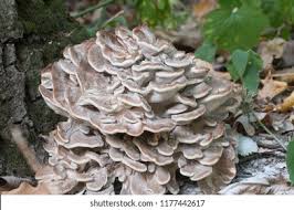 Attēlu rezultāti vaicājumam “Grifola frondosa”