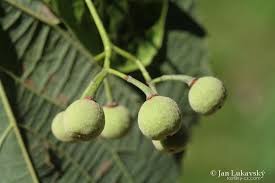 Attēlu rezultāti vaicājumam “Tilia x moltkei”