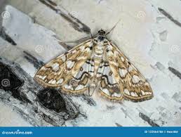 Attēlu rezultāti vaicājumam “Elophila nymphaeata”