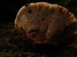 Attēlu rezultāti vaicājumam “Hydnellum aurantiacum”