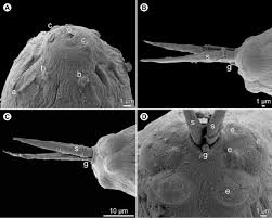 Image result for Haemulon aurolineatum