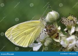 Attēlu rezultāti vaicājumam “Pieris napi underside”