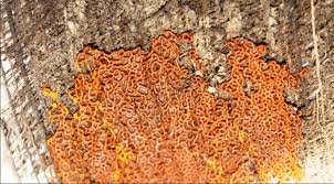 Attēlu rezultāti vaicājumam “Hemitrichia serpula macro”